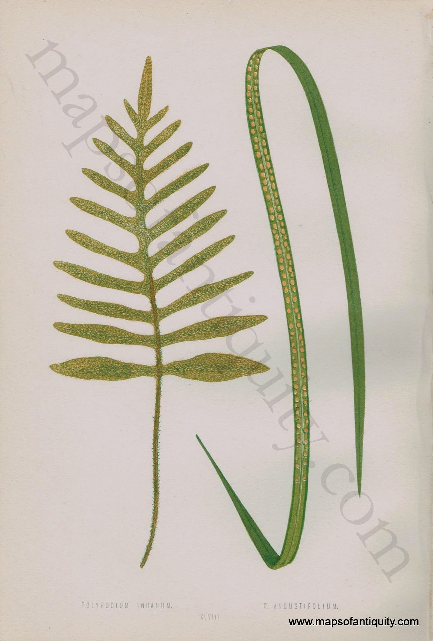 Antique-Chromoxylograph-Print-Fern-Ferns-Polypodium-incanum-&-P.-angustifolium-1861-1864-E.J.-Lowe-Botanical-Ferns:-British-and-Exotic-1800s-19th-century-Maps-of-Antiquity