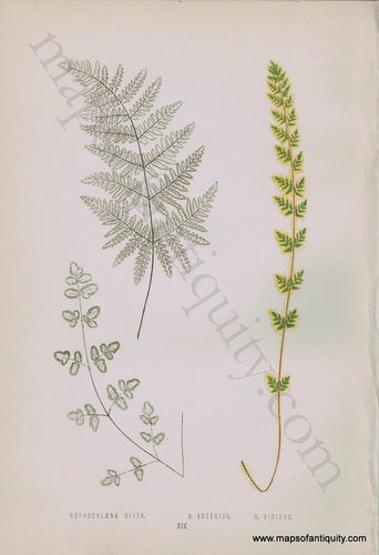 Antique-Chromoxylograph-Print-Fern-Ferns-Nothochlaena-nivea-N.-argentea-&-N.-distans-1861-1864-E.J.-Lowe-Botanical-Ferns:-British-and-Exotic-1800s-19th-century-Maps-of-Antiquity