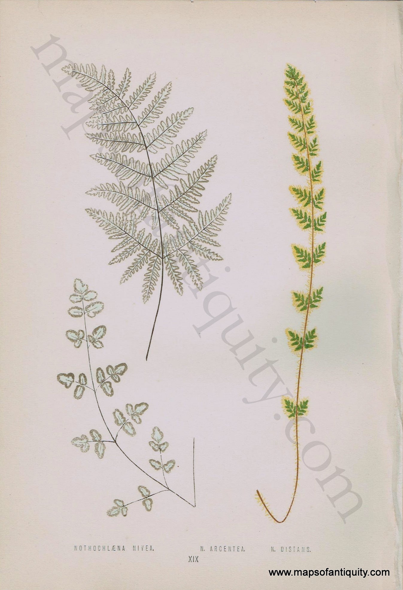 Antique-Chromoxylograph-Print-Fern-Ferns-Nothochlaena-nivea-N.-argentea-&-N.-distans-1861-1864-E.J.-Lowe-Botanical-Ferns:-British-and-Exotic-1800s-19th-century-Maps-of-Antiquity