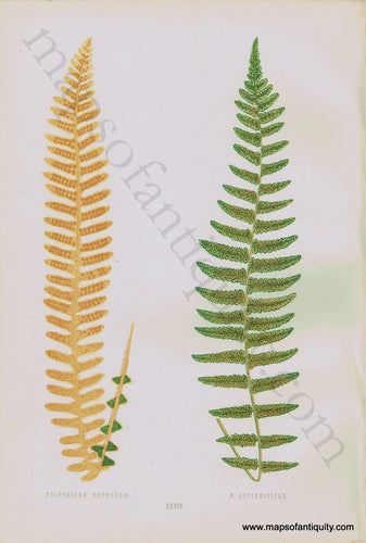 Antique-Chromoxylograph-Print-Fern-Ferns-Polypodium-sepultum-&-P.-aspienioides-1861-1864-E.J.-Lowe-Botanical-Ferns:-British-and-Exotic-1800s-19th-century-Maps-of-Antiquity