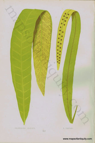 Antique-Chromoxylograph-Print-Fern-Ferns-Polypodium-irioides-&-P.-fortuni-1861-1864-E.J.-Lowe-Botanical-Ferns:-British-and-Exotic-1800s-19th-century-Maps-of-Antiquity