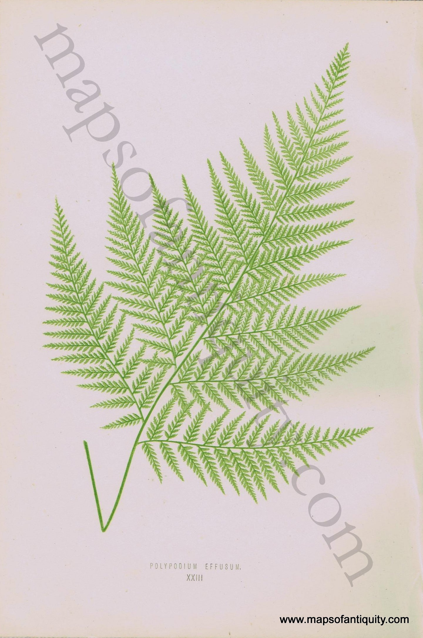 Antique-Chromoxylograph-Print-Fern-Ferns-Polypodium-effusum-1861-1864-E.J.-Lowe-Botanical-Ferns:-British-and-Exotic-1800s-19th-century-Maps-of-Antiquity