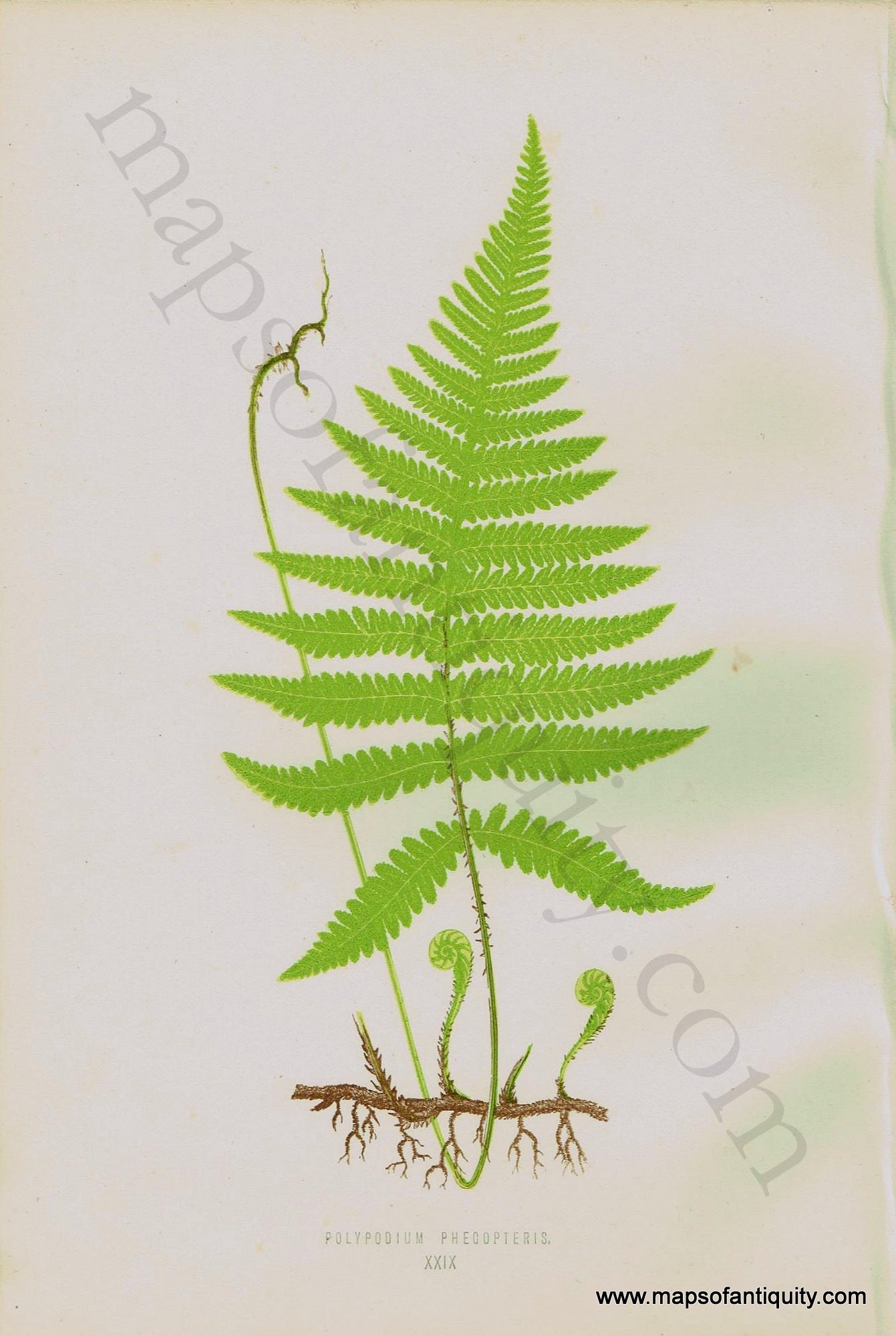 Antique-Chromoxylograph-Print-Fern-Ferns-Polypodium-phecopteris-1861-1864-E.J.-Lowe-Botanical-Ferns:-British-and-Exotic-1800s-19th-century-Maps-of-Antiquity