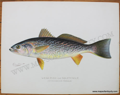 Antique-Print-Weak-Fish-or-Squeteague-1900-Denton-Fish-1800s-19th-century-Maps-of-Antiquity