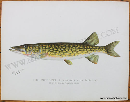 Antique-Print-The-Pickerel.-From-a-Pond-in-Massachusetts-1900-Denton-Fish-1800s-19th-century-Maps-of-Antiquity