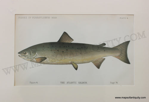 Antique-Print-The-Atlantic-Salmon-1892-Bean-State-of-Pennsylvania-Fish-1800s-19th-century-Maps-of-Antiquity
