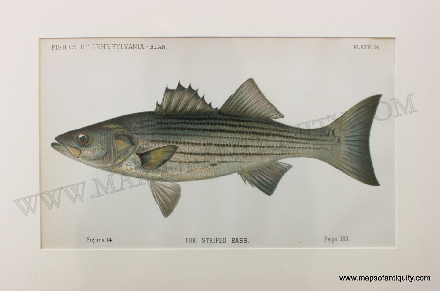 Antique-Print-The-Striped-Bass-1892-Bean-State-of-Pennsylvania-Fish-1800s-19th-century-Maps-of-Antiquity