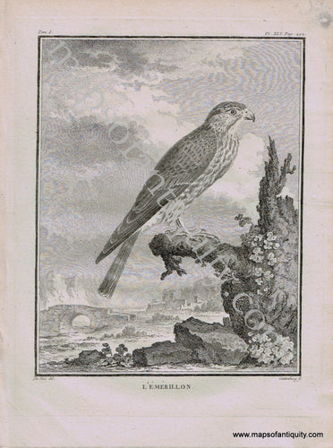 Antique-Black-and-White-Engraved-Illustration-Falcon-L'Emerillon-Bird-c.-1770-Buffon-Birds-1800s-19th-century-Maps-of-Antiquity