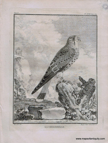 Antique-Black-and-White-Engraved-Illustration-Kestrel-La-Cresserelle-Bird-c.-1770-Buffon-Birds-1800s-19th-century-Maps-of-Antiquity