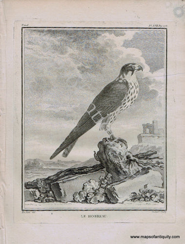 Antique-Black-and-White-Engraved-Illustration-Hobby-Le-Hobreau-Bird-c.-1770-Buffon-Birds-1800s-19th-century-Maps-of-Antiquity