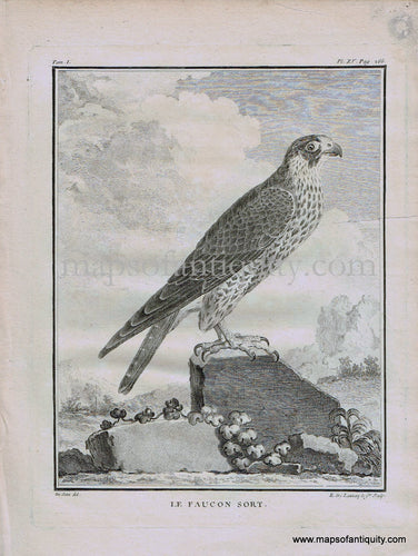 Antique-Black-and-White-Engraved-Illustration-Falcon-Le-Faucon-Sort-Bird-c.-1770-Buffon-Birds-1800s-19th-century-Maps-of-Antiquity