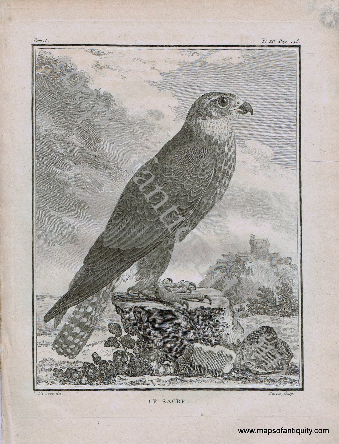 Antique-Black-and-White-Engraved-Illustration-Saker-Falcon-Le-Sacre-Bird-c.-1770-Buffon-Birds-1800s-19th-century-Maps-of-Antiquity