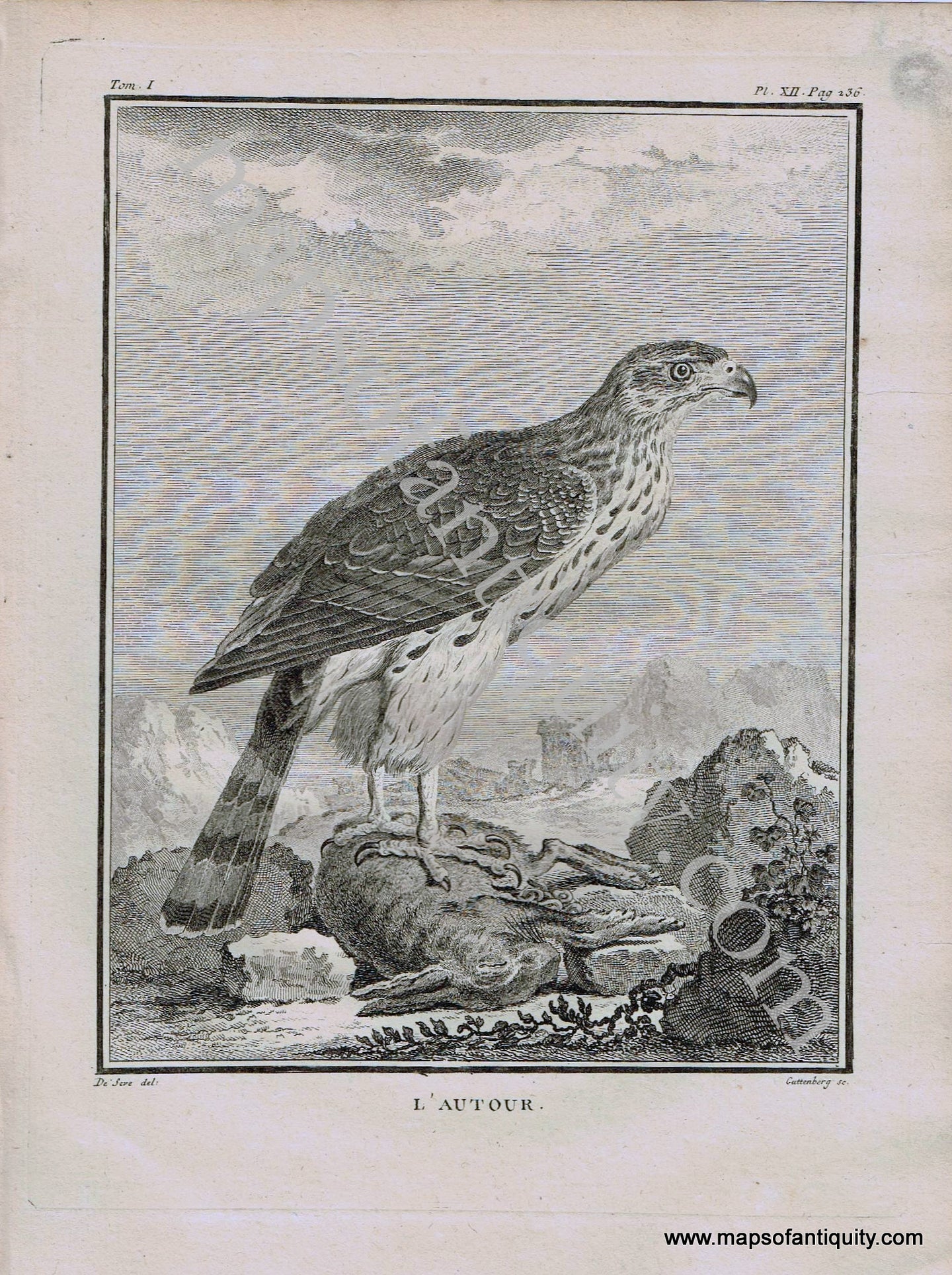 Antique-Black-and-White-Engraved-Illustration-L'Autor-Bird-c.-1770-Buffon-Birds-1800s-19th-century-Maps-of-Antiquity
