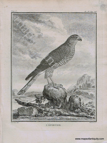 Antique-Black-and-White-Engraved-Illustration-Sparrowhawk-L'Epervier-Bird-c.-1770-Buffon-Birds-1800s-19th-century-Maps-of-Antiquity