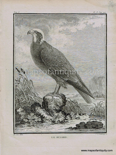 Antique-Black-and-White-Engraved-Illustration-Harrier-Le-Busard-Bird-c.-1770-Buffon-Birds-1800s-19th-century-Maps-of-Antiquity