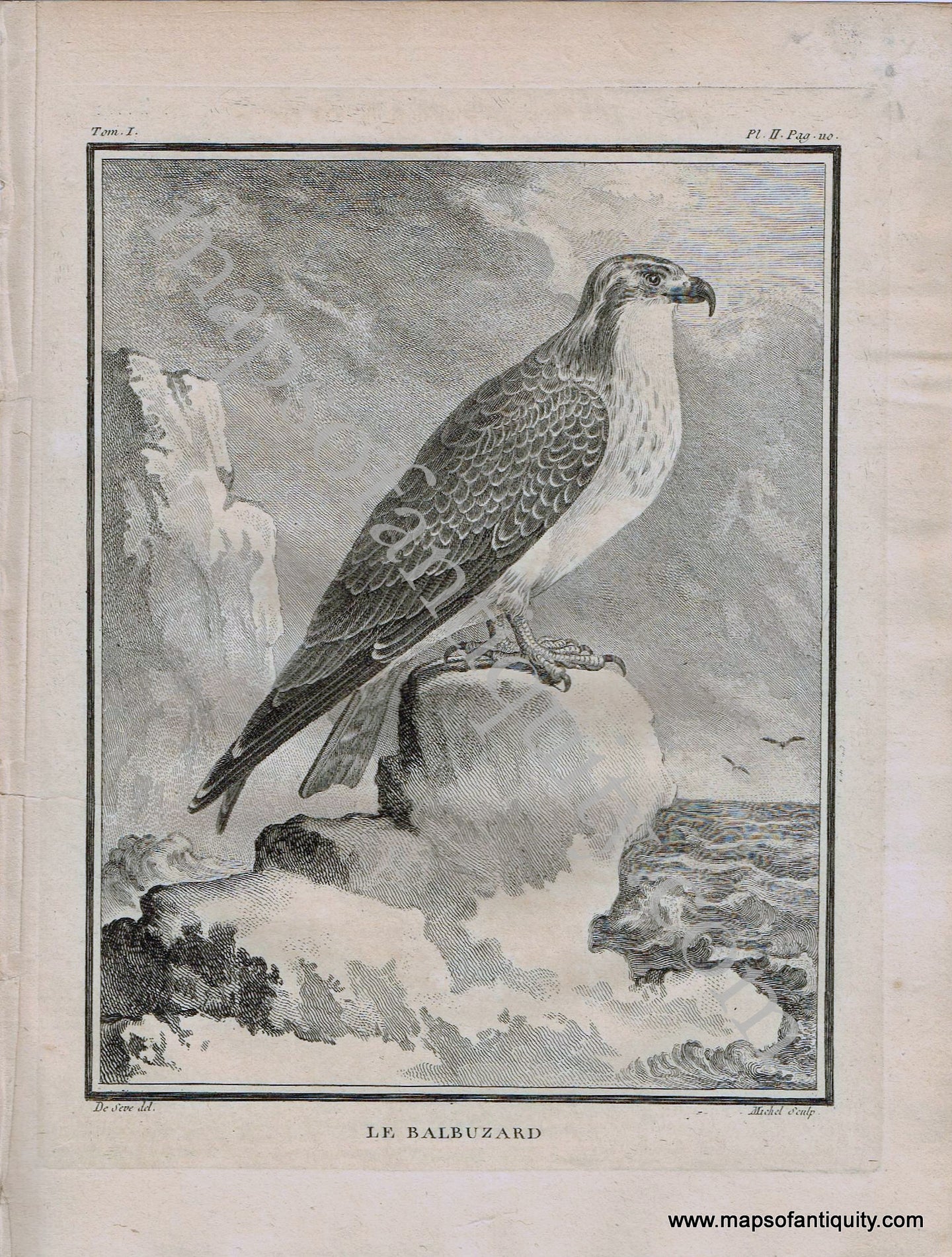 Antique-Black-and-White-Engraved-Illustration-Osprey-Le-Balbuzard-Bird-c.-1770-Buffon-Birds-1800s-19th-century-Maps-of-Antiquity