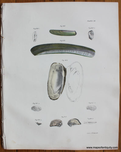 Antique-Lithograph-Antique-Shell-Print-1840s-Endicott-Sea-shells-1800s-19th-century-Maps-of-Antiquity