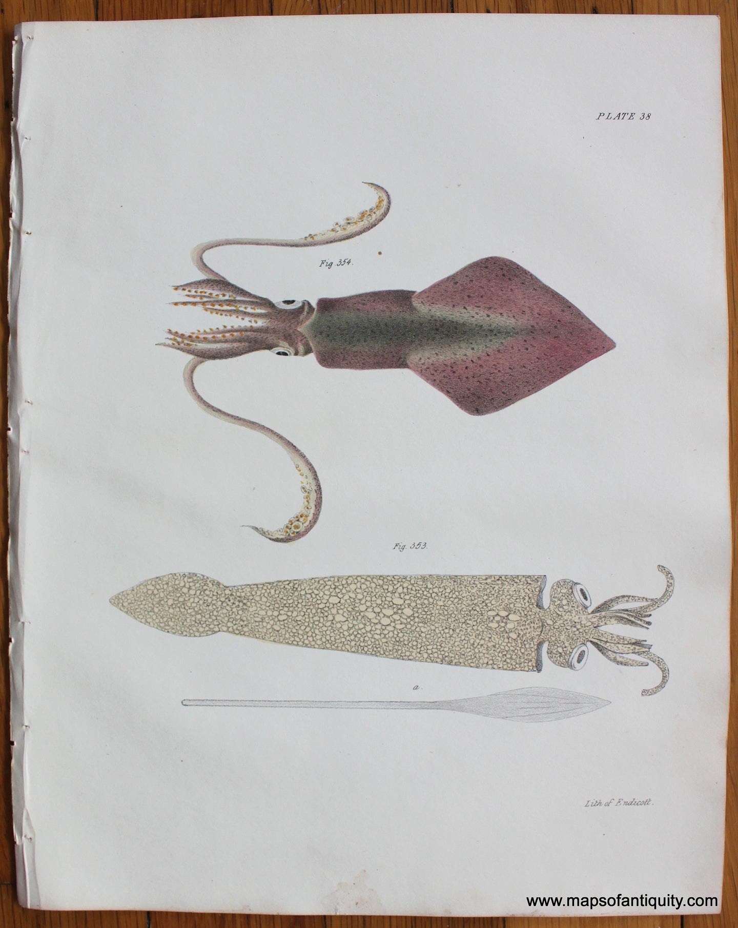 Antique-Lithograph-Antique-Squid-Print-1840s-Endicott-Fish-1800s-19th-century-Maps-of-Antiquity