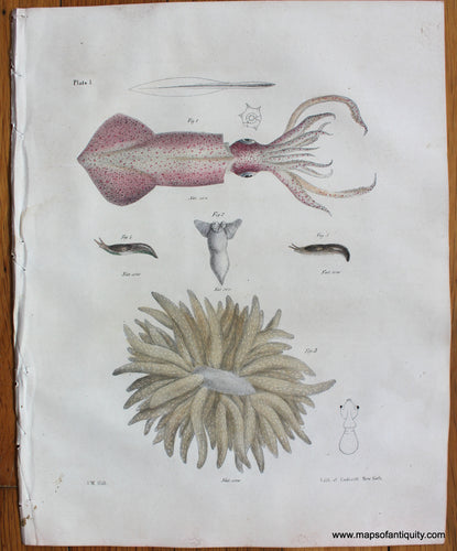 Antique-Lithograph-Antique-Squid-Print-1840s-Endicott-Fish-1800s-19th-century-Maps-of-Antiquity