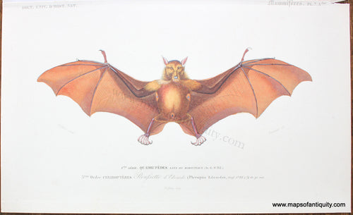 Genuine-Antique-Hand-Colored-Print-Roussette-d'Edwards---Indian-Flying-Fox-Antique-Prints-Natural-History-Animals-1849-D'Orbigny-Maps-Of-Antiquity-1800s-19th-century