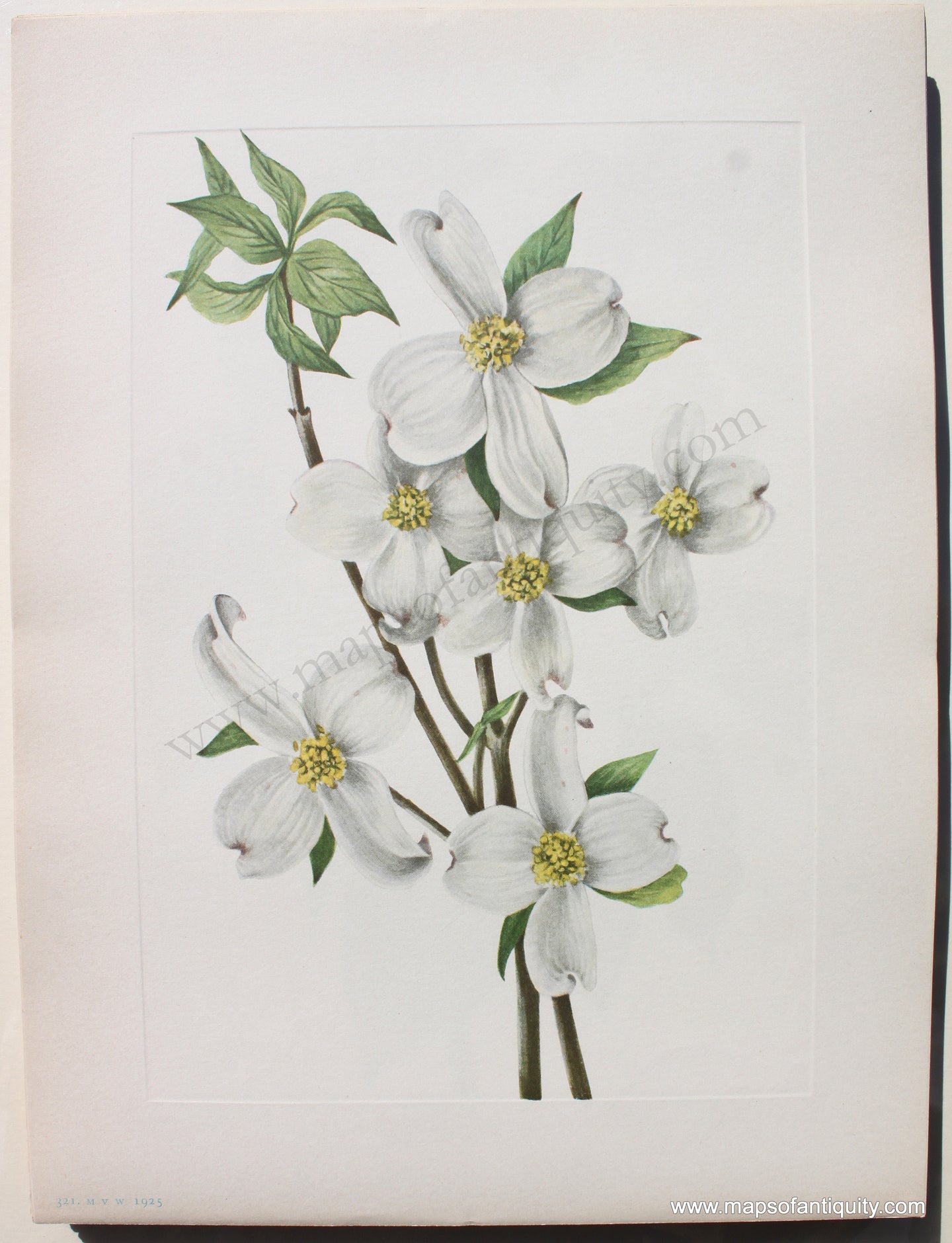 1925 - Flowering Dogwood (flower) - Antique Print