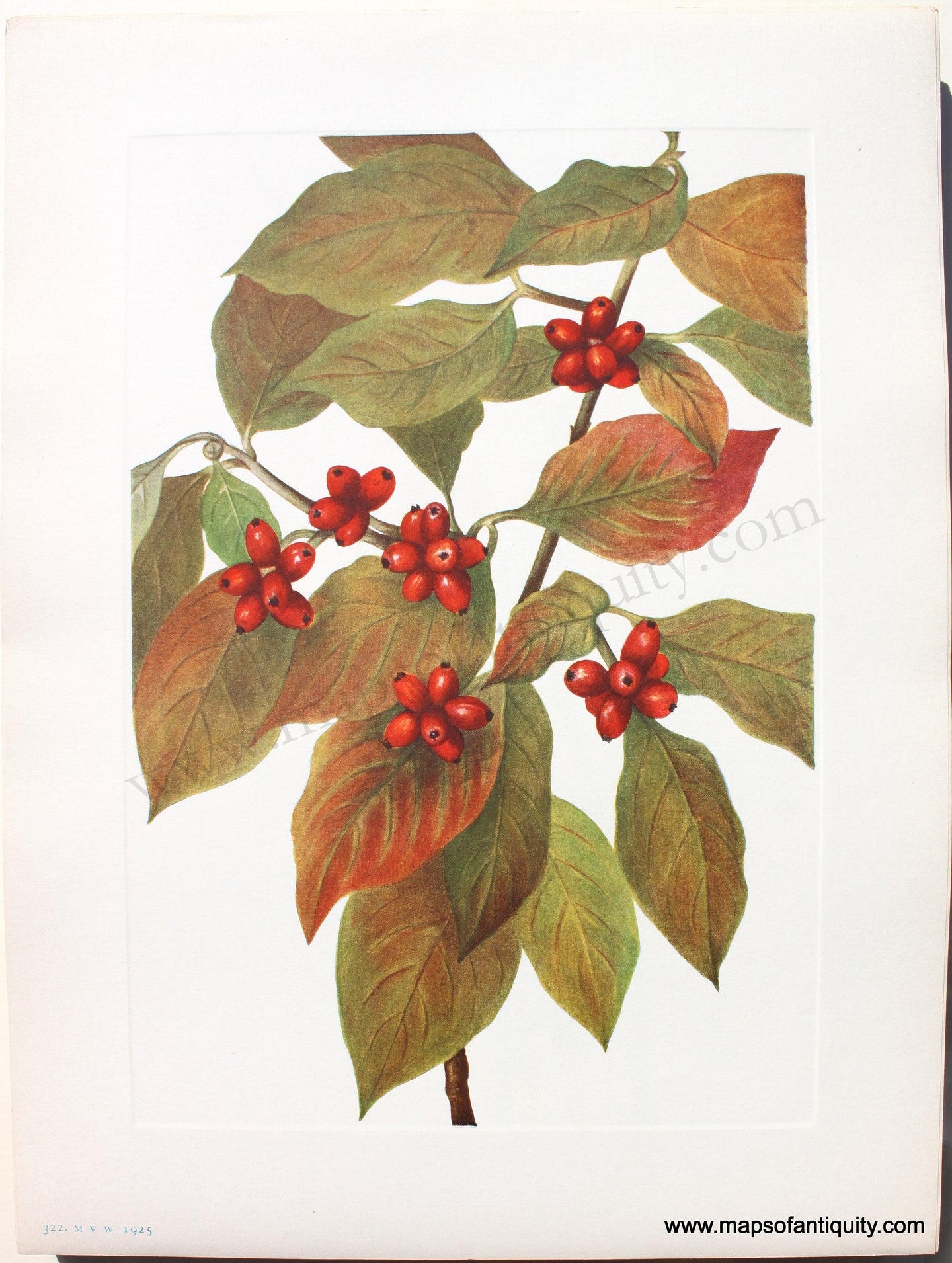 1925 - Flowering Dogwood (fruit) - Antique Print