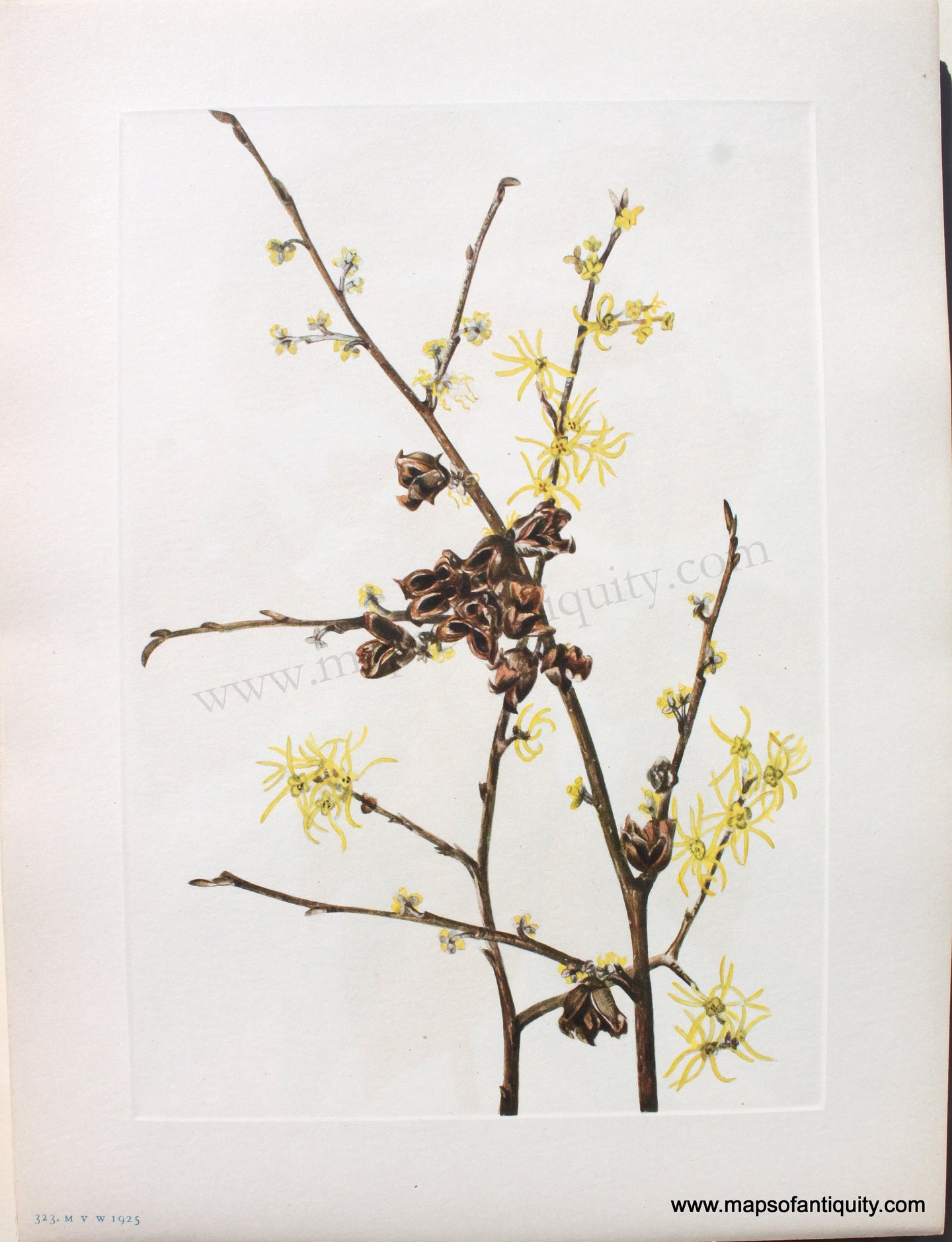 1925 - Witch-hazel - Antique Print