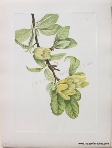 1925 - Yellow Cucumbertree - Antique Print