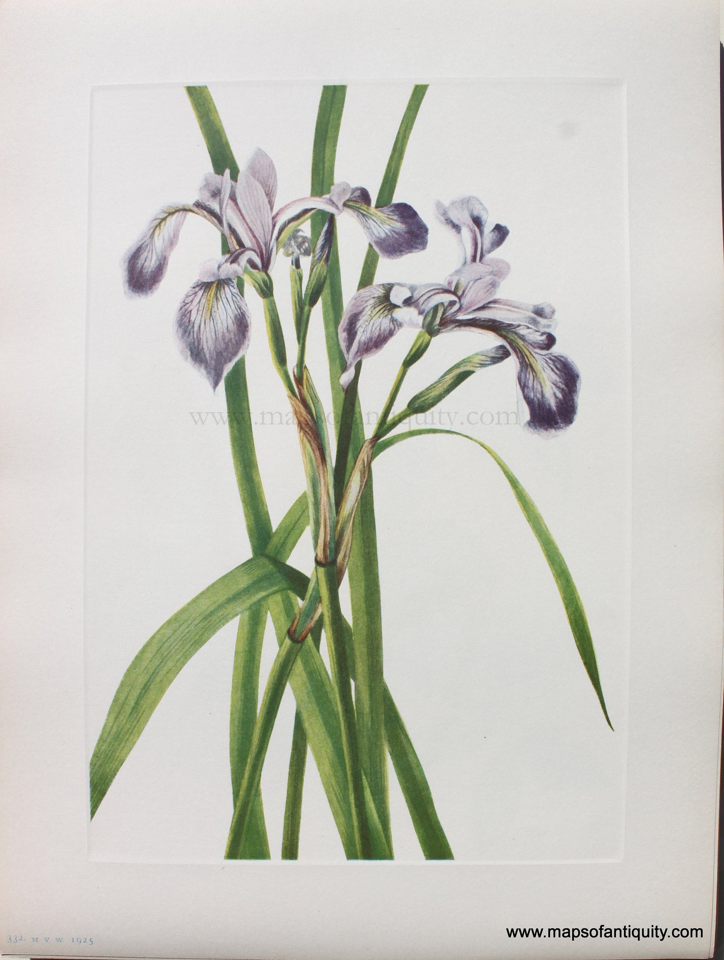 1925 - Blueflag Iris - Antique Print