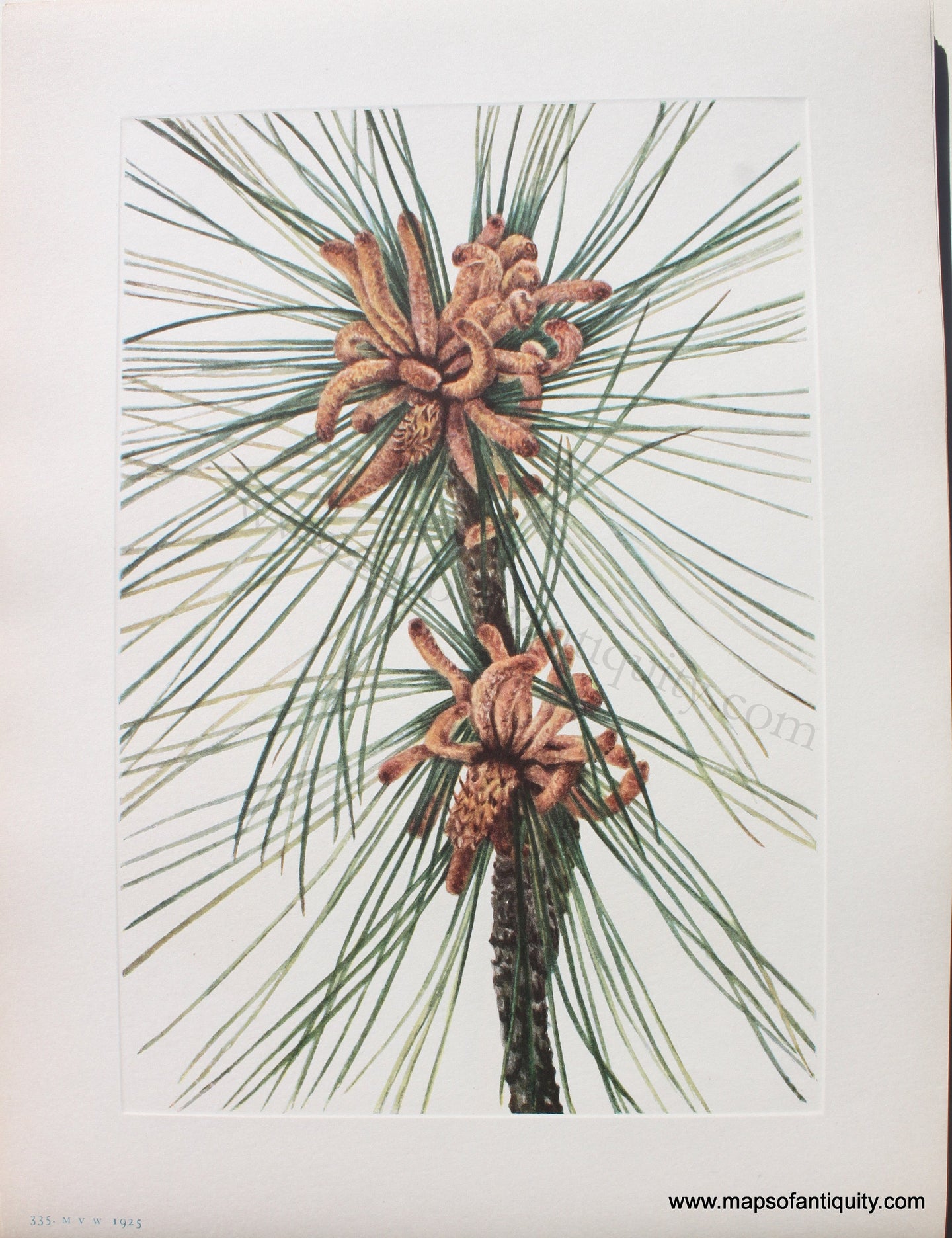 1925 - Loblolly Pine - Antique Print