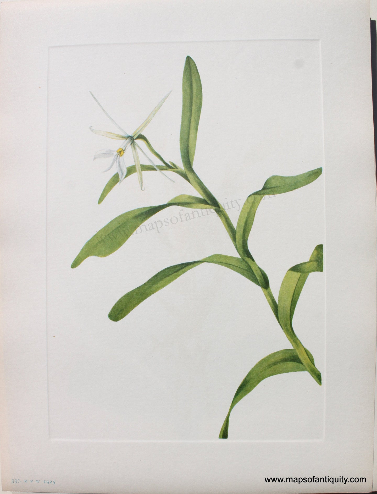 1925 - White Epidendrum - Antique Print