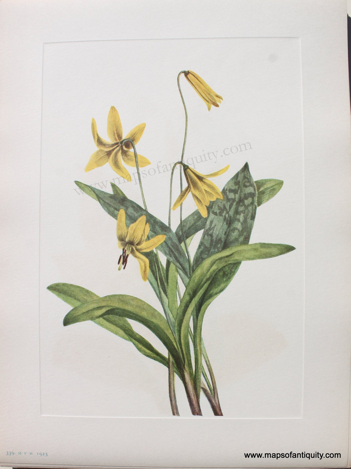 1925 - Yellow Troutlily - Antique Print