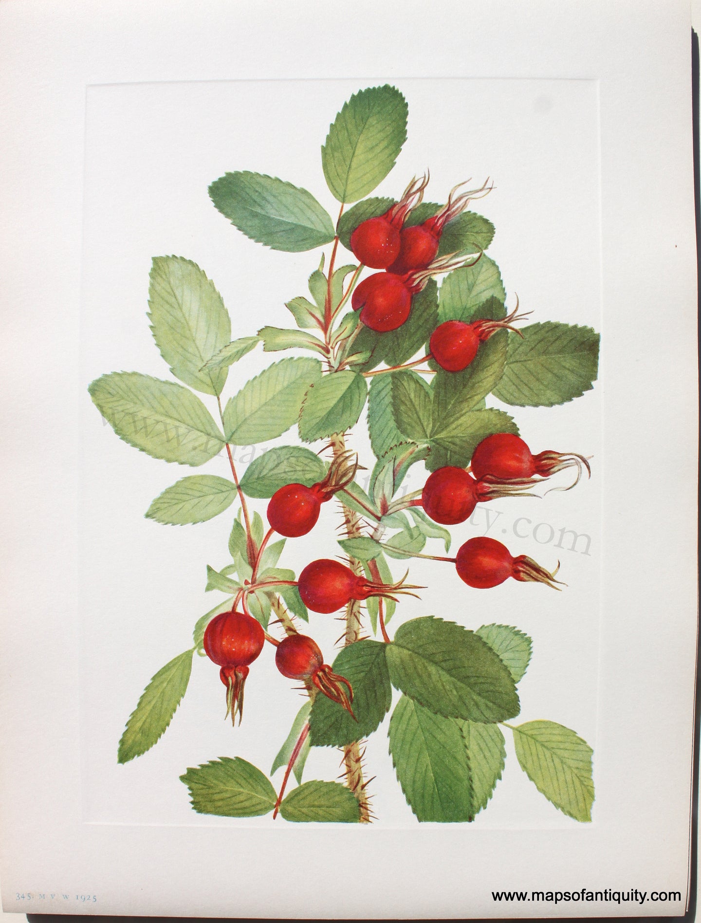 1925 - Bourgeau Rose (fruit) - Antique Print