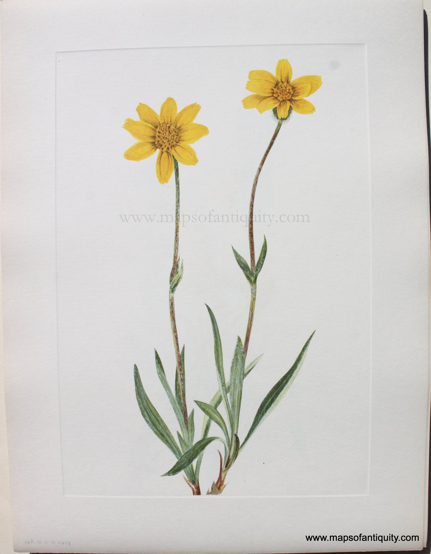 1925 - Woolly Arnica - Antique Print