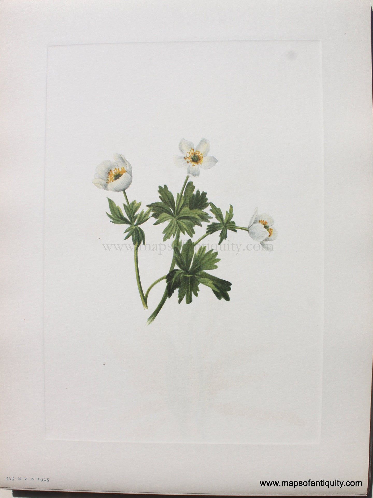 1925 - White Globeflower - Antique Print