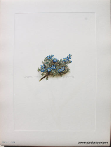 1925 - Moss Forget-me-not - Antique Print