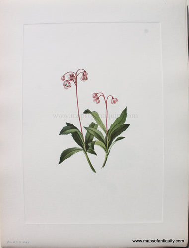 1925 - Western Pipsissewa - Antique Print