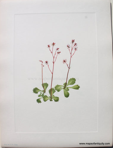 1925 - Redstem Saxifrage - Antique Print