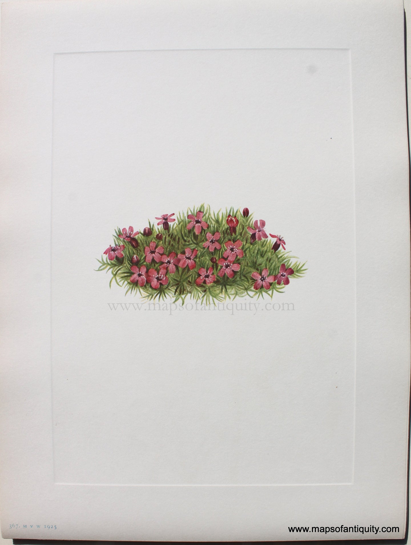 1925 - Moss Campion - Antique Print