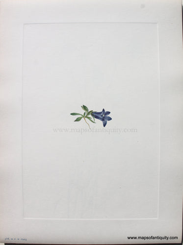 1925 - Alpine Harebell - Antique Print