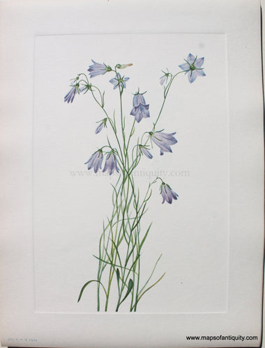 1925 - Harebell - Antique Print