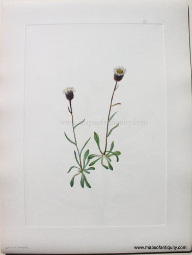 1925 - Aleutian Fleabane - Antique Print