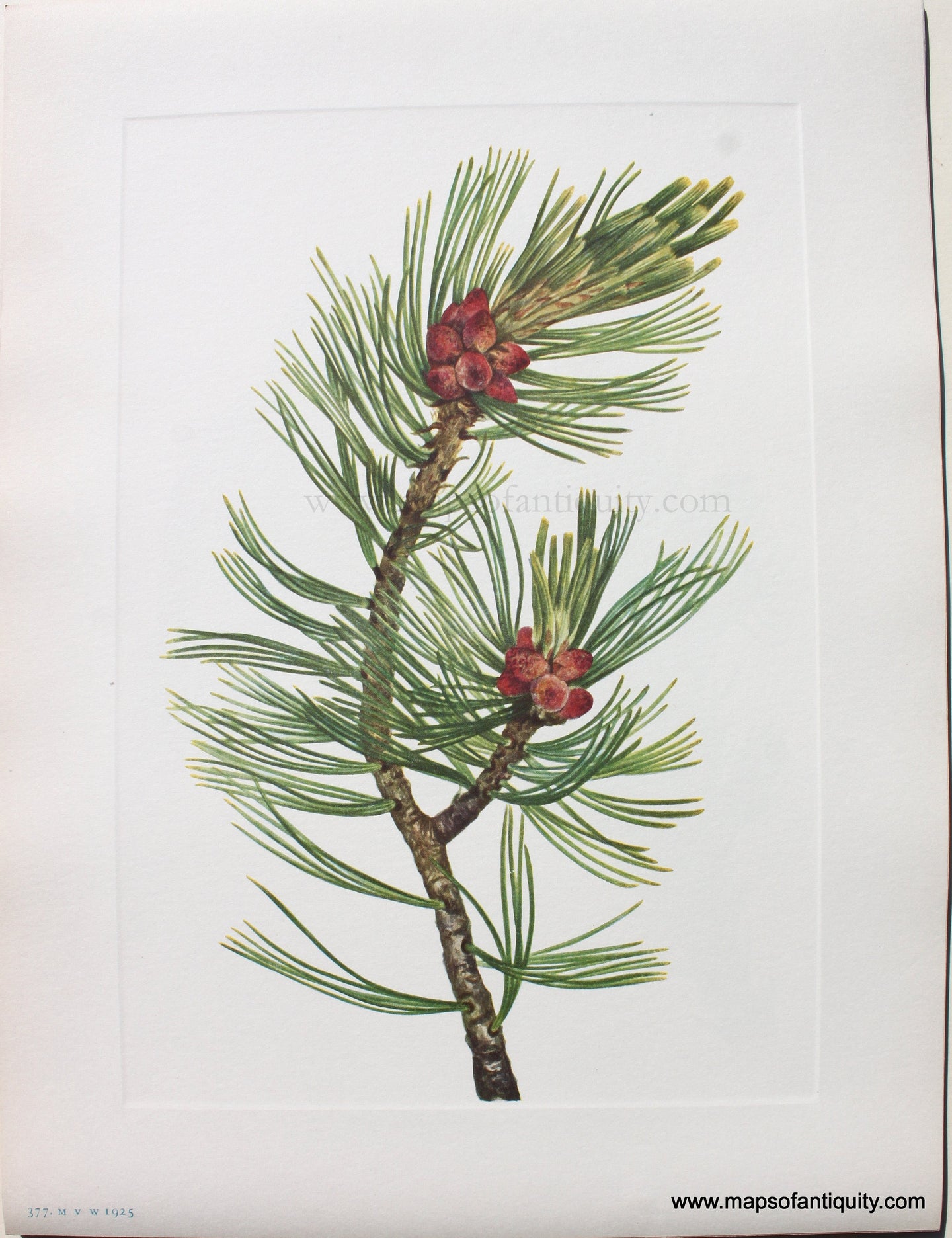 1925 - Whitebark Pine - Antique Print