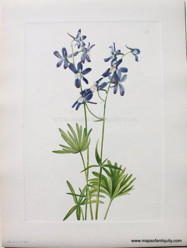 1925 - Slim Larkspur - Antique Print