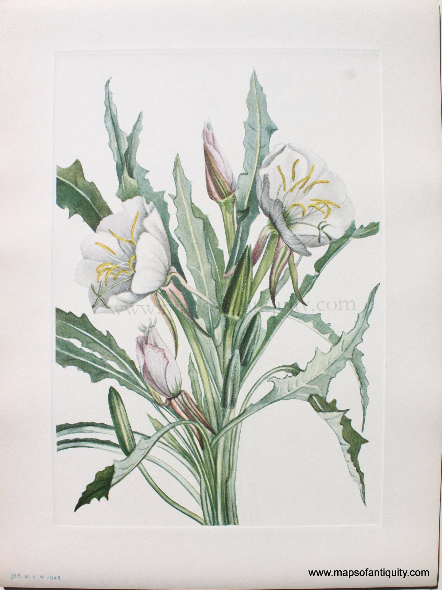 1925 - Evening-primrose - Antique Print