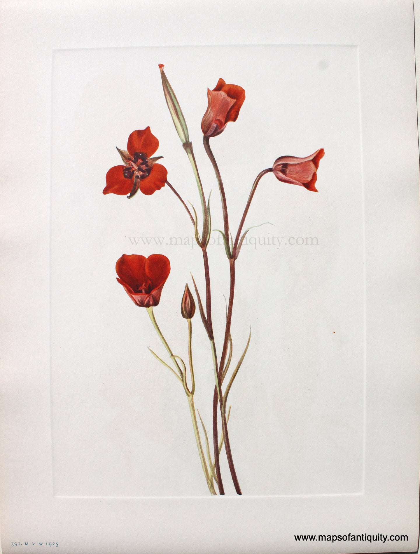 1925 - Scarlet Mariposa - Antique Print