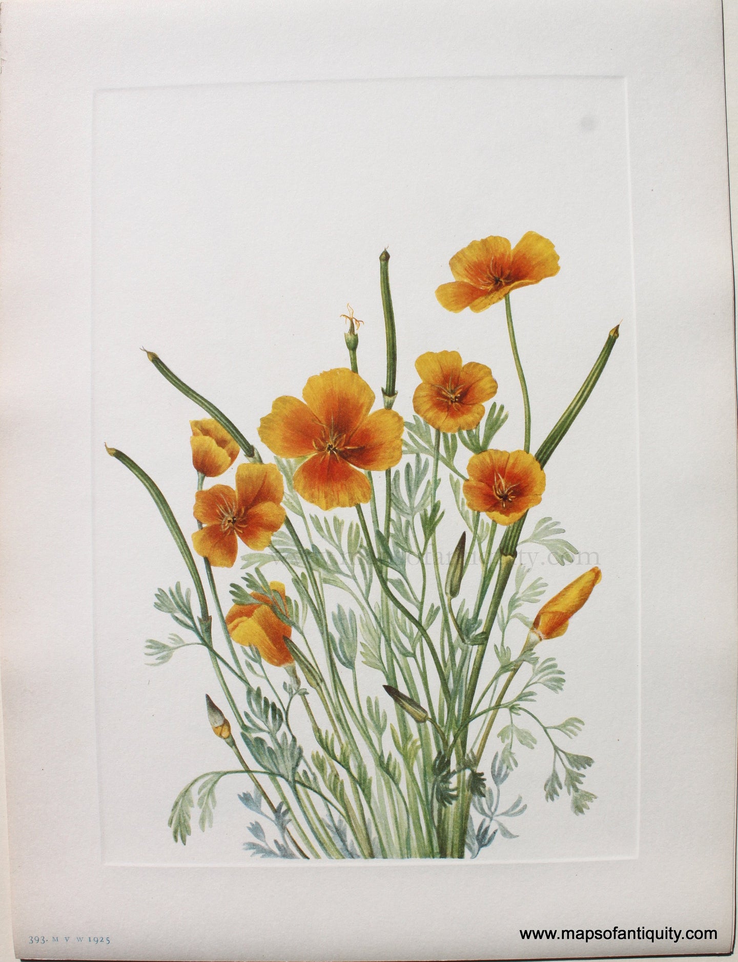 1925 - Mexican Poppy - Antique Print