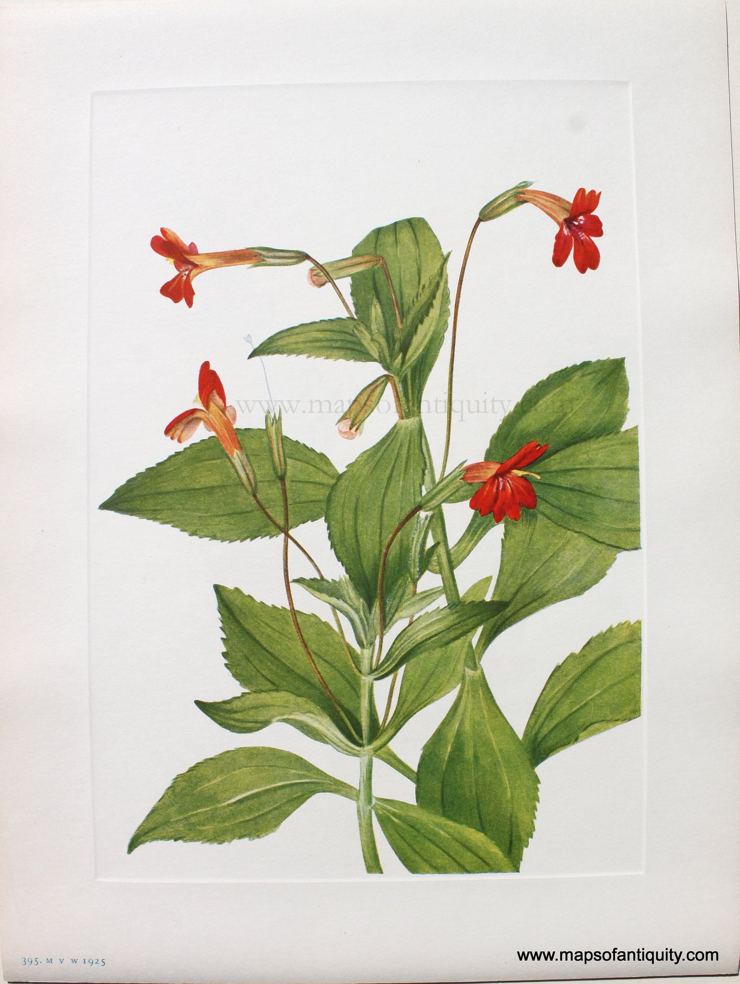 1925 - Cardinal Monkeyflower - Antique Print