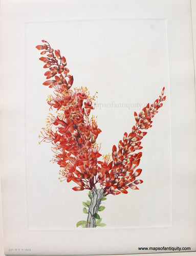 1925 - Ocotillo - Antique Print