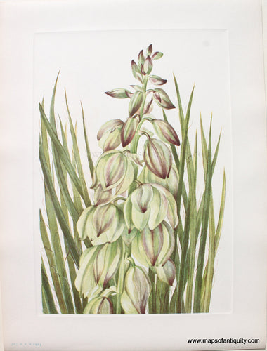 1925 - Yucca - Antique Print